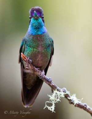 Hummingbird.Magnificent 4N1J2154.jpg